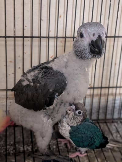 African Grey Chick