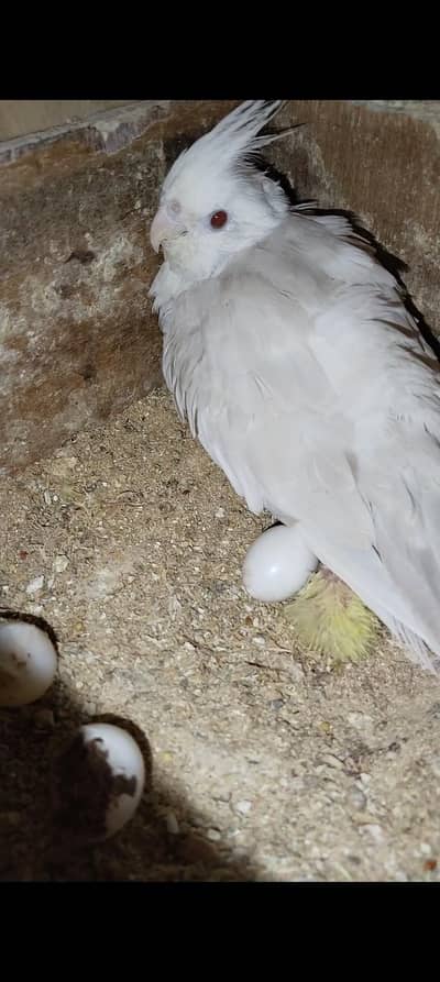 Eno red-eyes Male Palfellow female 0348 2224485