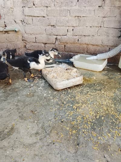 Cayogha+wite crusted k chick's