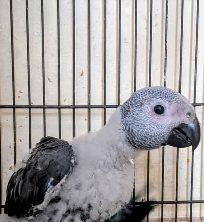 African Grey Chick