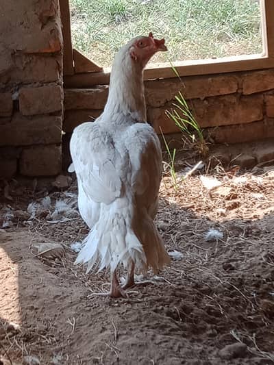 white aseel Madi for sale