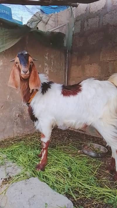 Tapra Bakra for sale in karachi