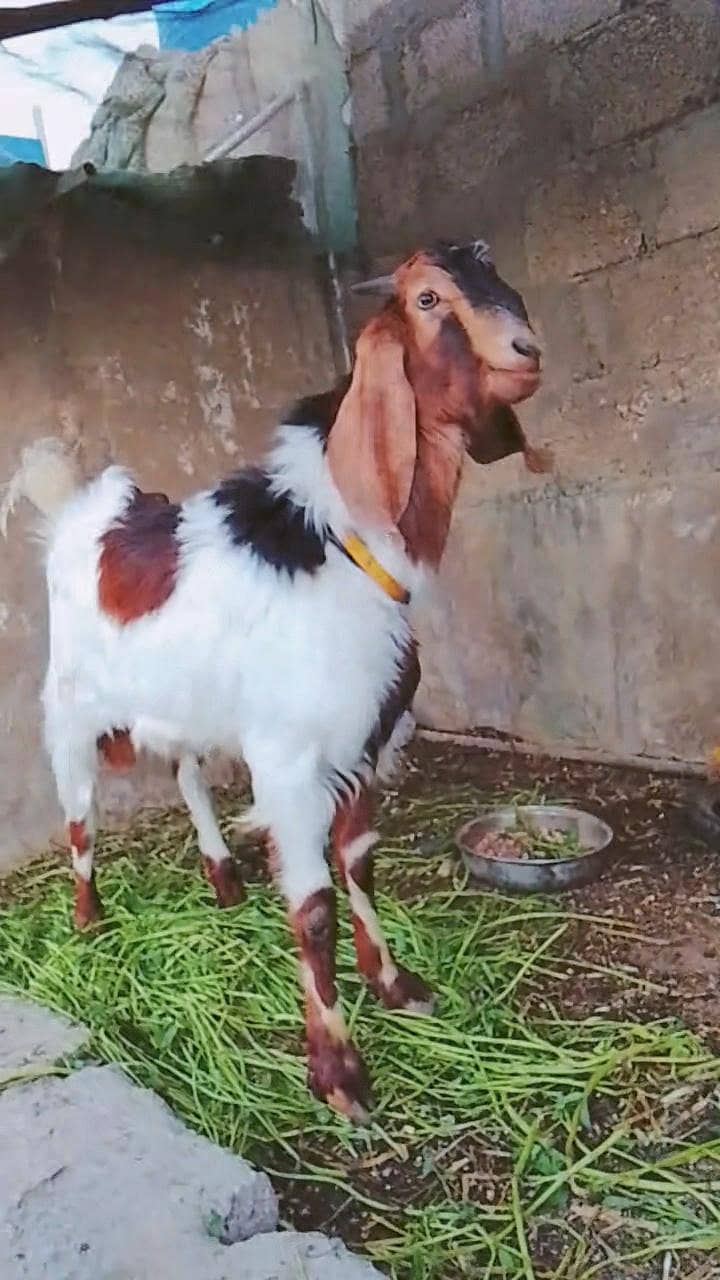 Bakra for sale Qurbani or breeding - Goats - 1113310577