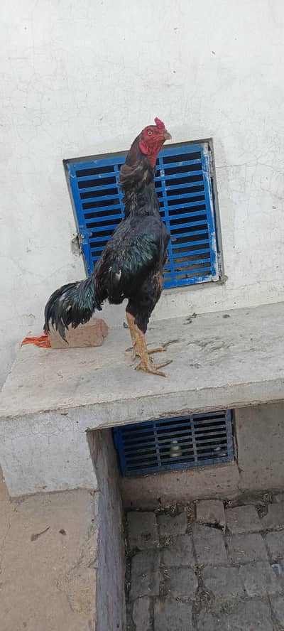 pur Pakistani purany aseel