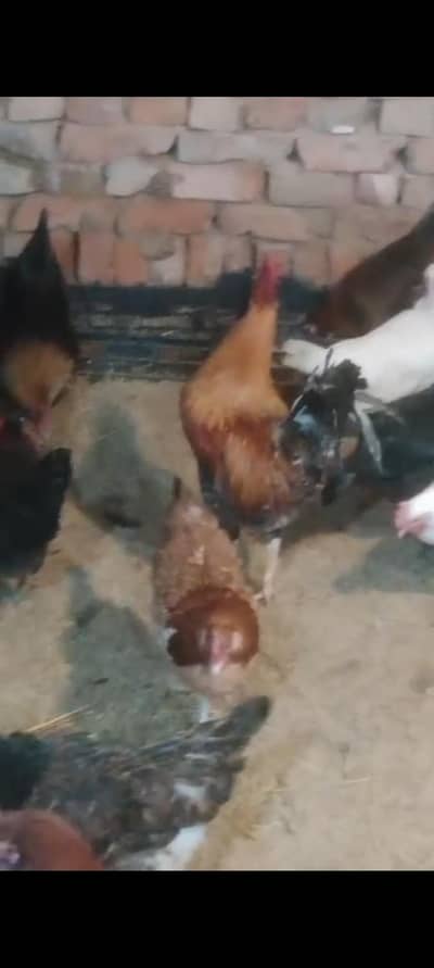 golden misri egg lying