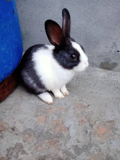 Rabbits