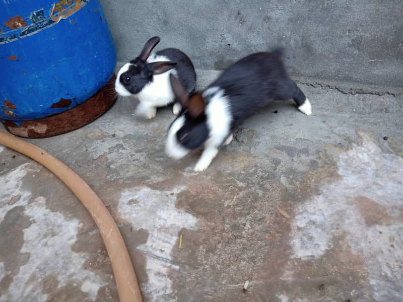 Rabbits 1