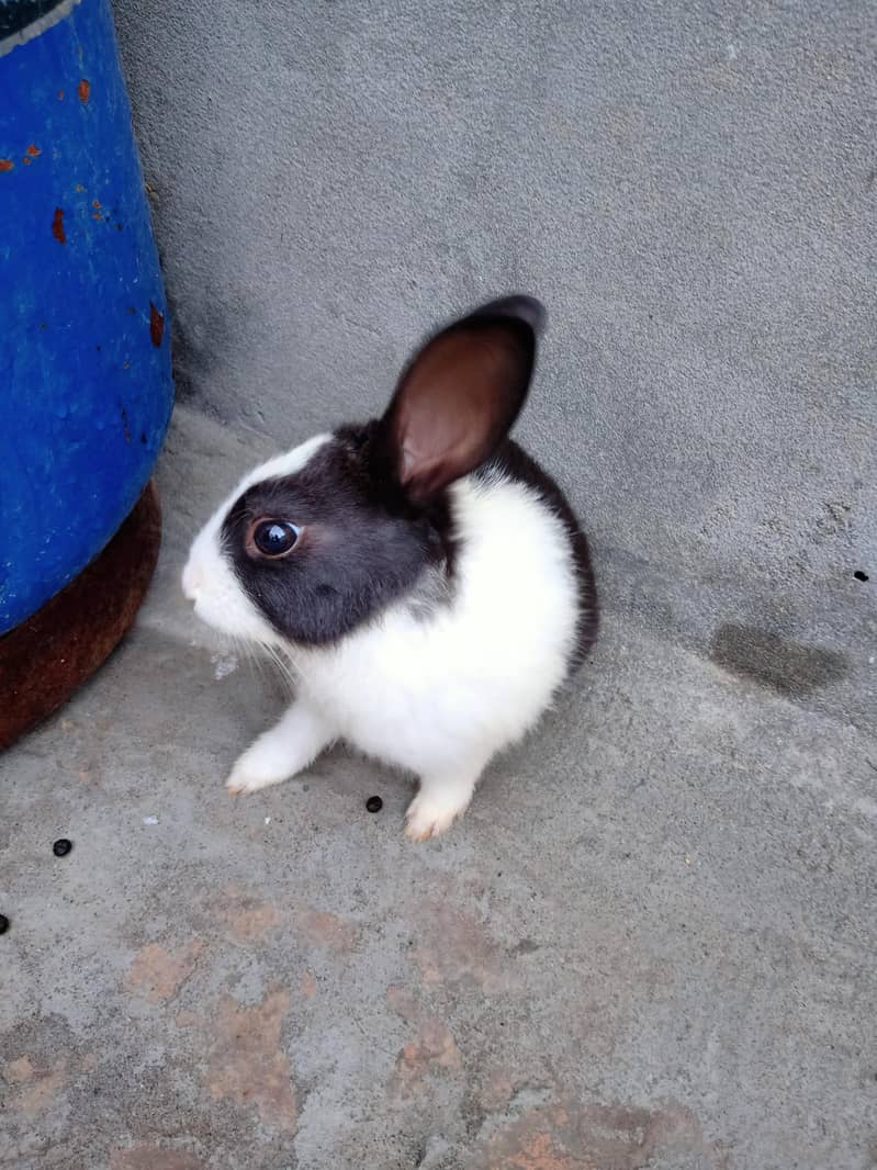 Rabbits 2
