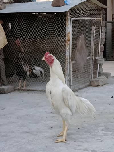 High Quality Mianwali white cheena Aseel Murgha