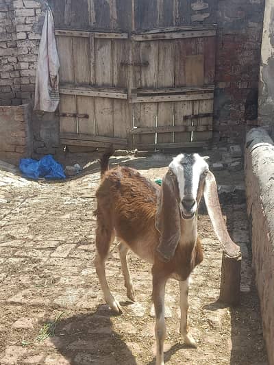 Healthy Pregnant Goat for Sale | Desi Bakri | Good Breed