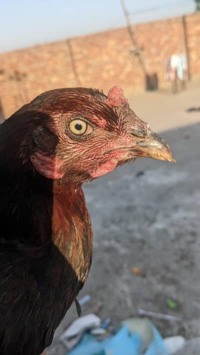 Aseel hen