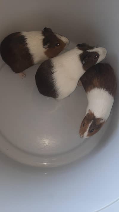 selling my guine pigs.