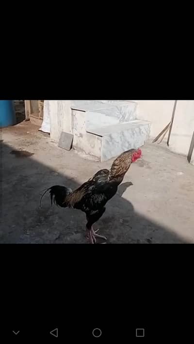 long height shamo chicks offer