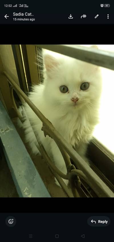 long coat kitten available