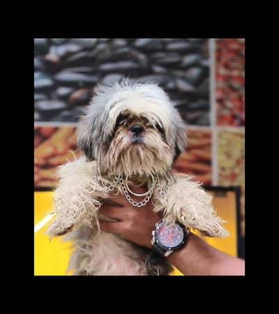 shitzu male dog - dog for sale