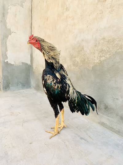 Pakistani Kamalia breed long height Aseel Murga 0307:490-36-24