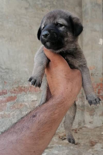 alsatian+bagiyari female