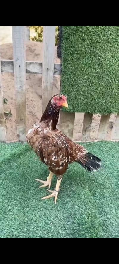 Aseel Miannwali Pair