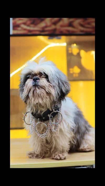 shitzu male dog -dog for sale