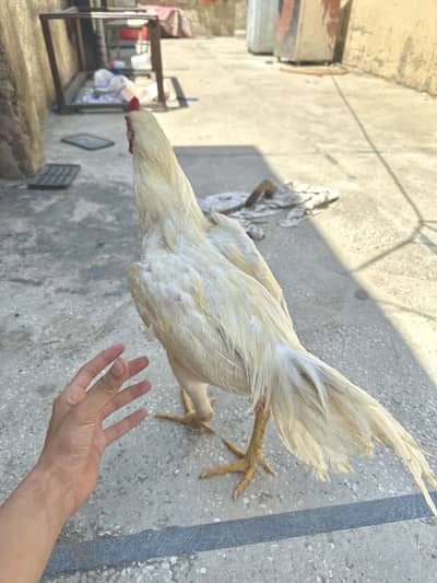 Here’s aseel Murga he pure blood line he Bhot Acha he