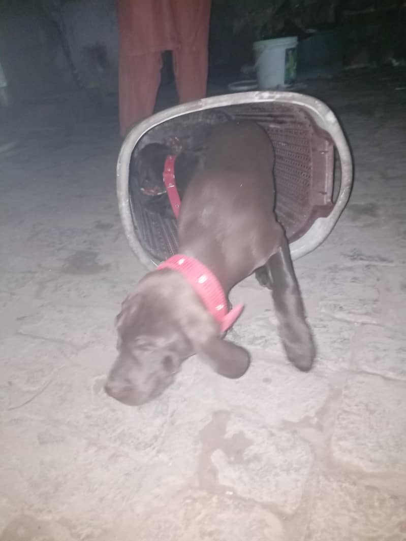 imported pointer  for sale 0
