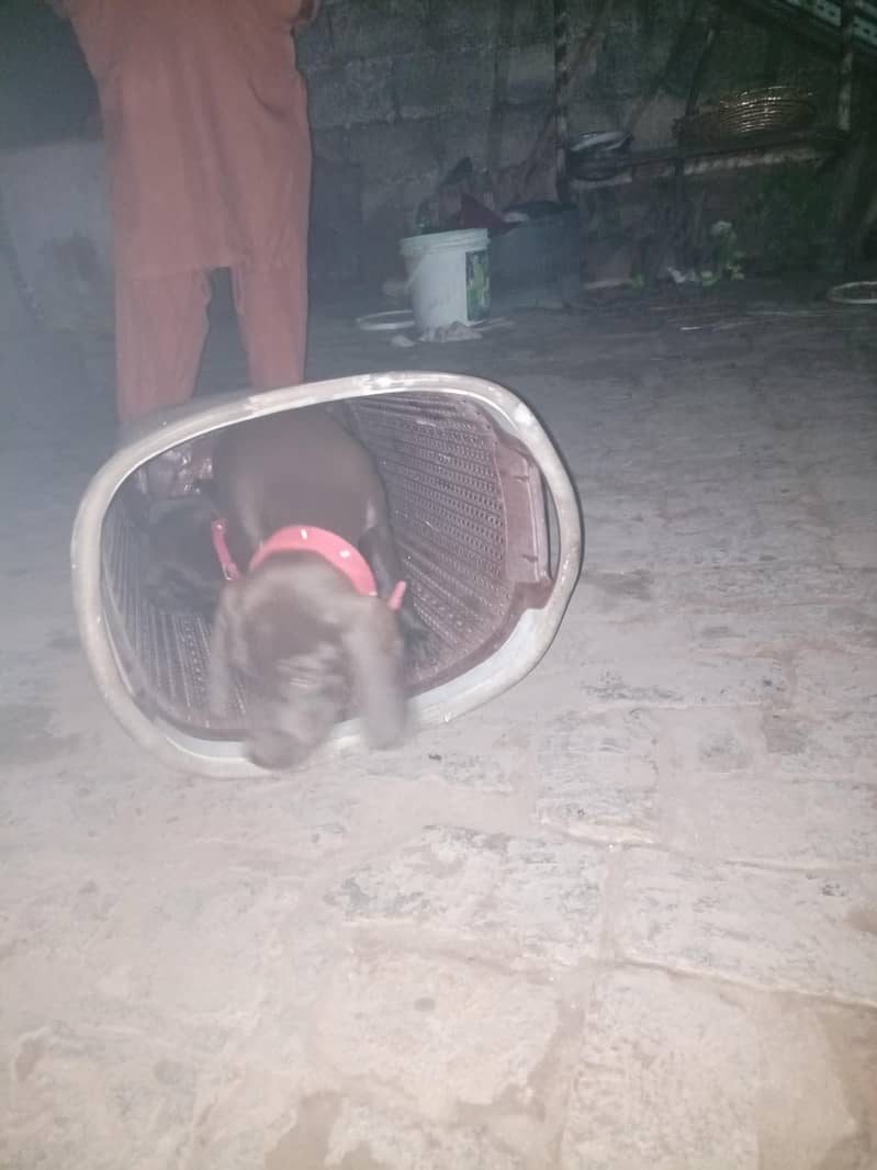 imported pointer  for sale 1