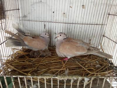 Doves for sale
