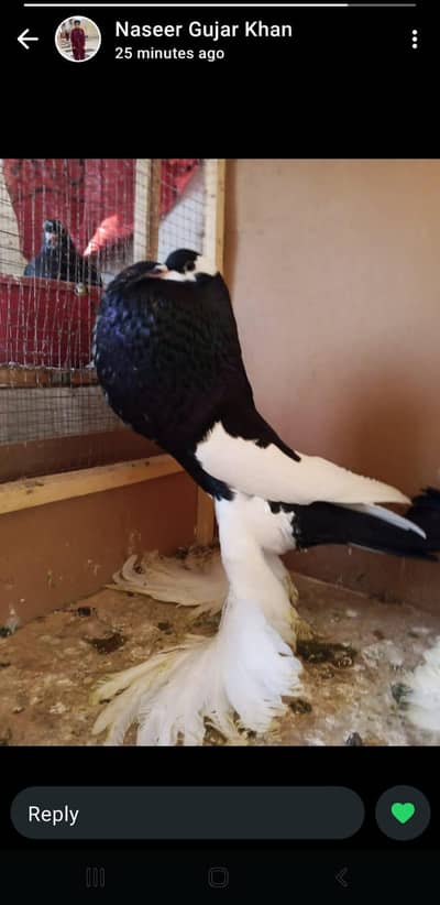 Red and Black Megpie Revse 2 kali phat a for sale