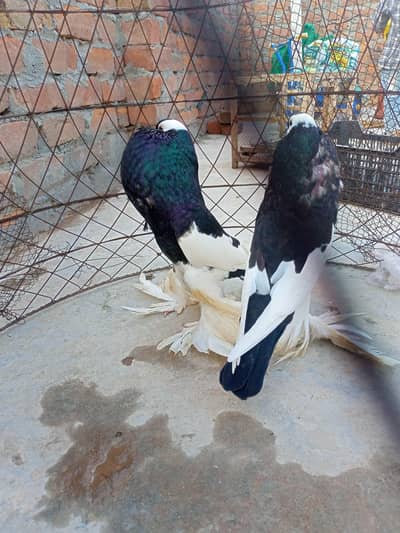 Red and Black Megpie Revse 2 kali phat a for sale