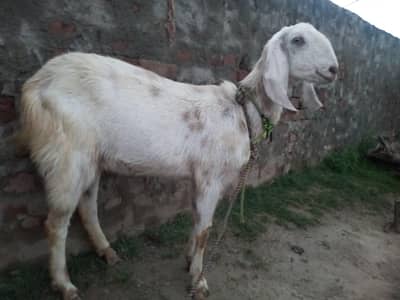 Beautiful White Goat with Baby Kid for Sale 