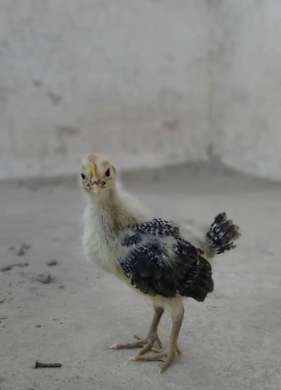 15 days chicks available | Golden misrii Chicks | healthy and active