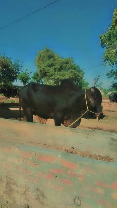 1100 per kg qurbani waly dondy bachry