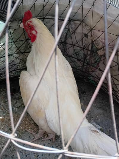 Aseel Heera for sale