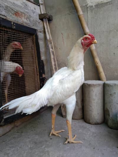 Oh shamo males /white shamo/king size