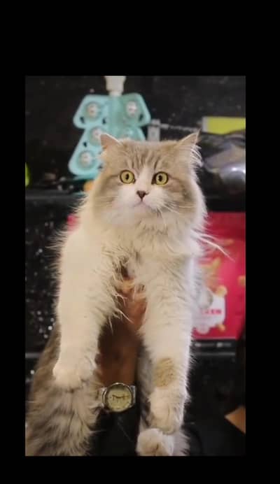 pershian cat -male cat