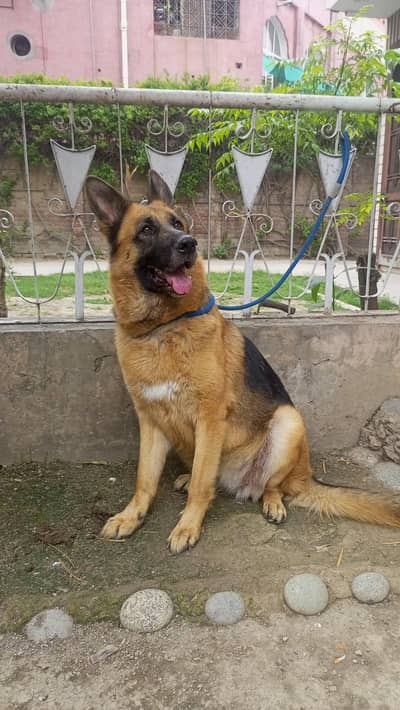 Friendly breeder female