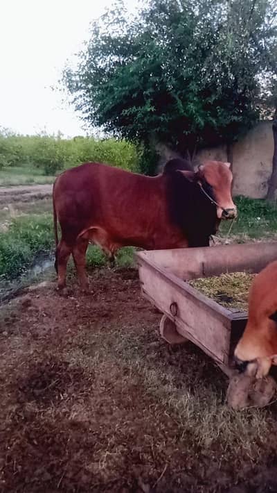 1100 per kg qurbani waly dondy bachry