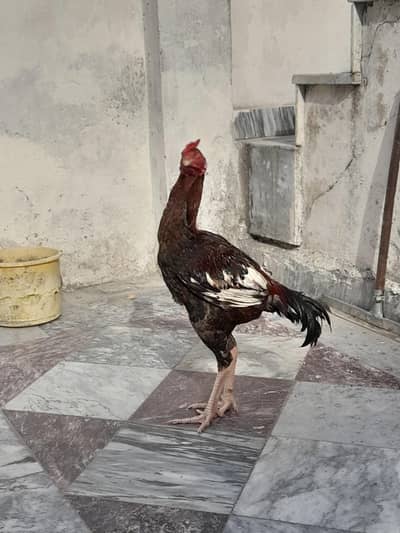 sindhi aseel phatta he