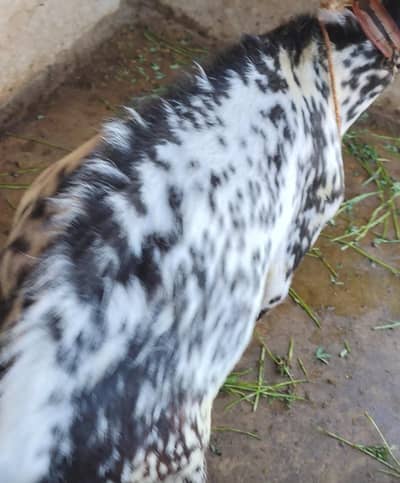 Barbara Bakra for sale danto me 6 full active