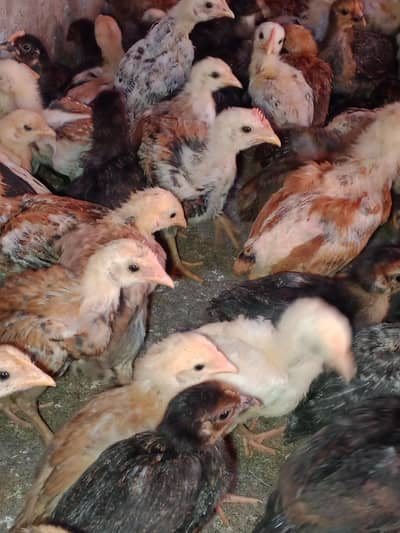 Golden misri Layer chiks گولڈن مصری چوزے فروخت کے لیے دستیاب