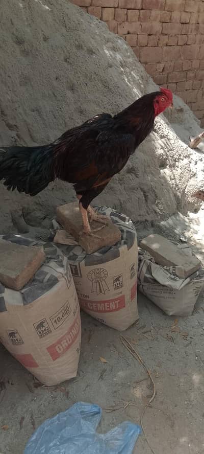 Strong Aseel Mix Murgha for Sale | Healthy & Active