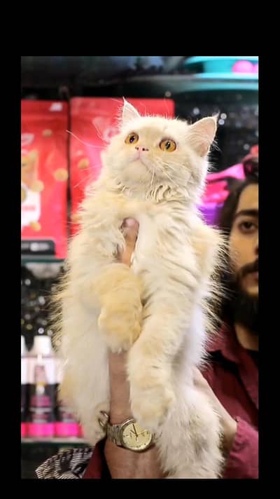 female cat -fawn female