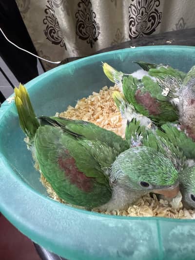 Raw jambo size chicks