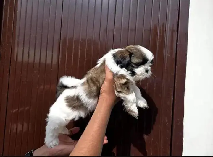 Shihtzu Female Puppy / Shihtzu Male Puppy/ Shihtzu Available in Lahore