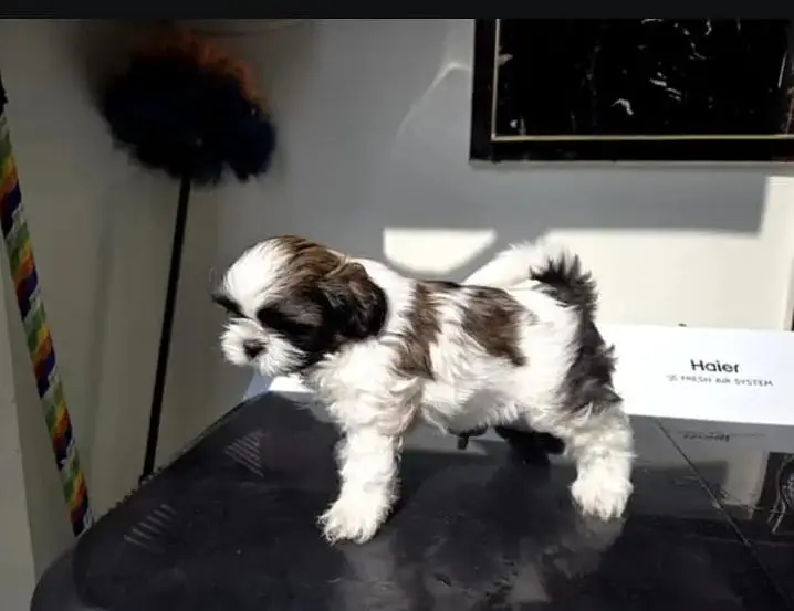 Shihtzu Female Puppy / Shihtzu Male Puppy/ Shihtzu Available in Lahore — photo 2