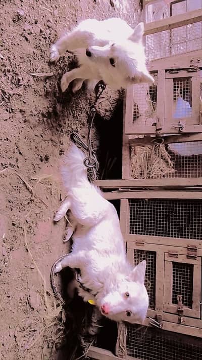 Russian puppy | pink nose dog | Russian pair | Male Female for sale