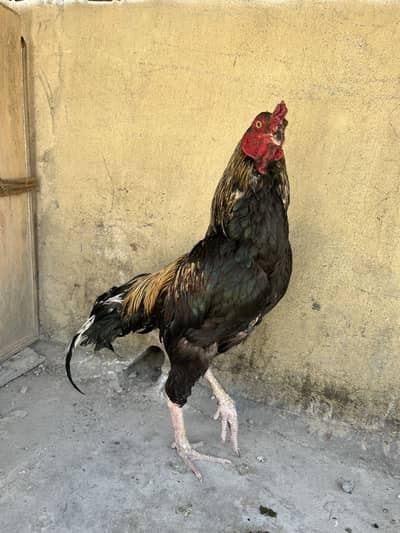 Aseel murgy for sale