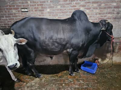 Qurbani Bull | Bachra| Wacha  for Sale – Lahore