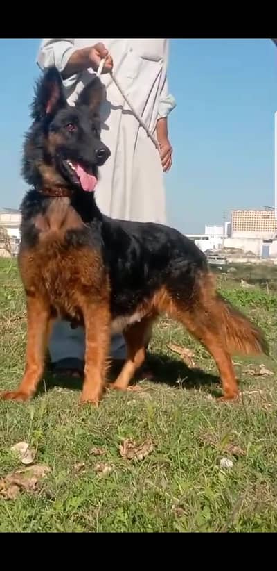 German Shepherd| Puppy | Double Coat puppies | Dog For Sale |GSD