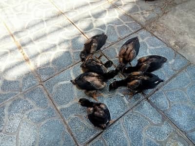 Healthy and active Aseel chicks